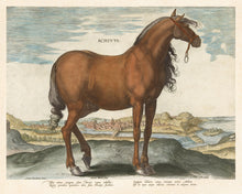 Load image into Gallery viewer, Stradanus Collection Reprotique Horse Illustrations