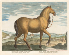 Load image into Gallery viewer, Stradanus Collection