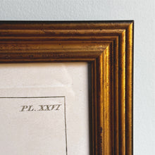 Load image into Gallery viewer, Reprotique English Moths & Butterflies Prints - Framed