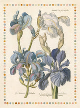 Load image into Gallery viewer, De Bry Botanical Engravings