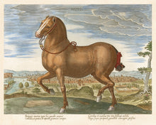 Load image into Gallery viewer,  Reprotique Horse Illustrations