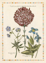 Load image into Gallery viewer, De Bry Botanical Engravings
