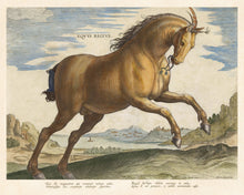 Load image into Gallery viewer, Stradanus Collection, Reprotique Horse Illustrations | Interior Design