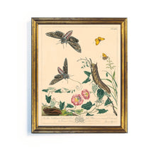 Load image into Gallery viewer, Reprotique English Moths & Butterflies Prints - Framed