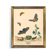 Load image into Gallery viewer, Reprotique English Moths & Butterflies Prints - Framed