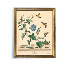 Load image into Gallery viewer, Reprotique English Moths & Butterflies Prints - Framed