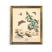 Load image into Gallery viewer, Reprotique English Moths & Butterflies Prints - Framed