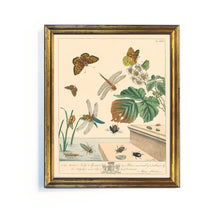 Load image into Gallery viewer, Reprotique English Moths & Butterflies Prints - Framed