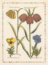 Load image into Gallery viewer, De Bry Botanical Engravings