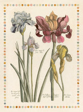 Load image into Gallery viewer, De Bry Botanical Engravings