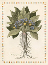 Load image into Gallery viewer, De Bry Botanical Engravings