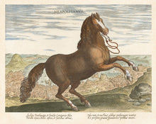 Load image into Gallery viewer, Stradanus Collection Reprotique Horse Illustrations