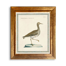 Load image into Gallery viewer, Reprotique ORNITHOLOGIA Prints - Framed