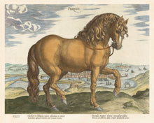 Load image into Gallery viewer, Stradanus Collection