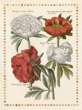 Load image into Gallery viewer, De Bry Botanical Engravings
