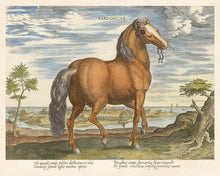 Load image into Gallery viewer, Stradanus Collection