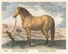 Load image into Gallery viewer, Stradanus Collection