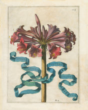 Load image into Gallery viewer, Framed Johann Friedrich Greuter Dutch Botanical Prints (1590-1662)