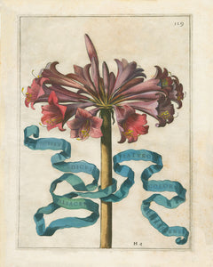 Framed Johann Friedrich Greuter Dutch Botanical Prints (1590-1662)