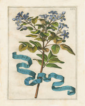 Load image into Gallery viewer, Framed Johann Friedrich Greuter Dutch Botanical Prints (1590-1662)