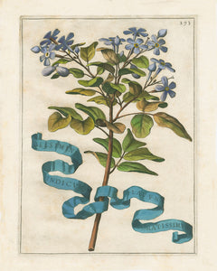 Framed Johann Friedrich Greuter Dutch Botanical Prints (1590-1662)