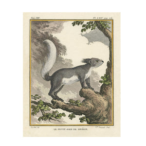 Reprotique Natural History Prints - Framed