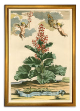 Load image into Gallery viewer, Reprotique Abraham Munting Prints - Framed