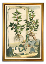 Load image into Gallery viewer, Reprotique Abraham Munting Prints - Framed