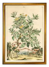 Load image into Gallery viewer, Reprotique Abraham Munting Prints - Framed