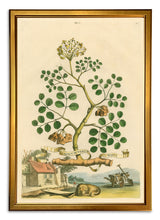 Load image into Gallery viewer, Reprotique Abraham Munting Prints - Framed