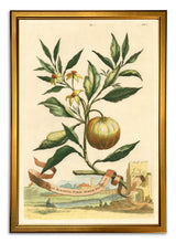 Load image into Gallery viewer, Reprotique Abraham Munting Prints - Framed