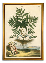 Load image into Gallery viewer, Reprotique Abraham Munting Prints - Framed