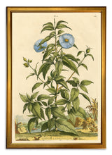 Load image into Gallery viewer, Reprotique Abraham Munting Prints - Framed