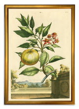 Load image into Gallery viewer, Reprotique Abraham Munting Prints - Framed