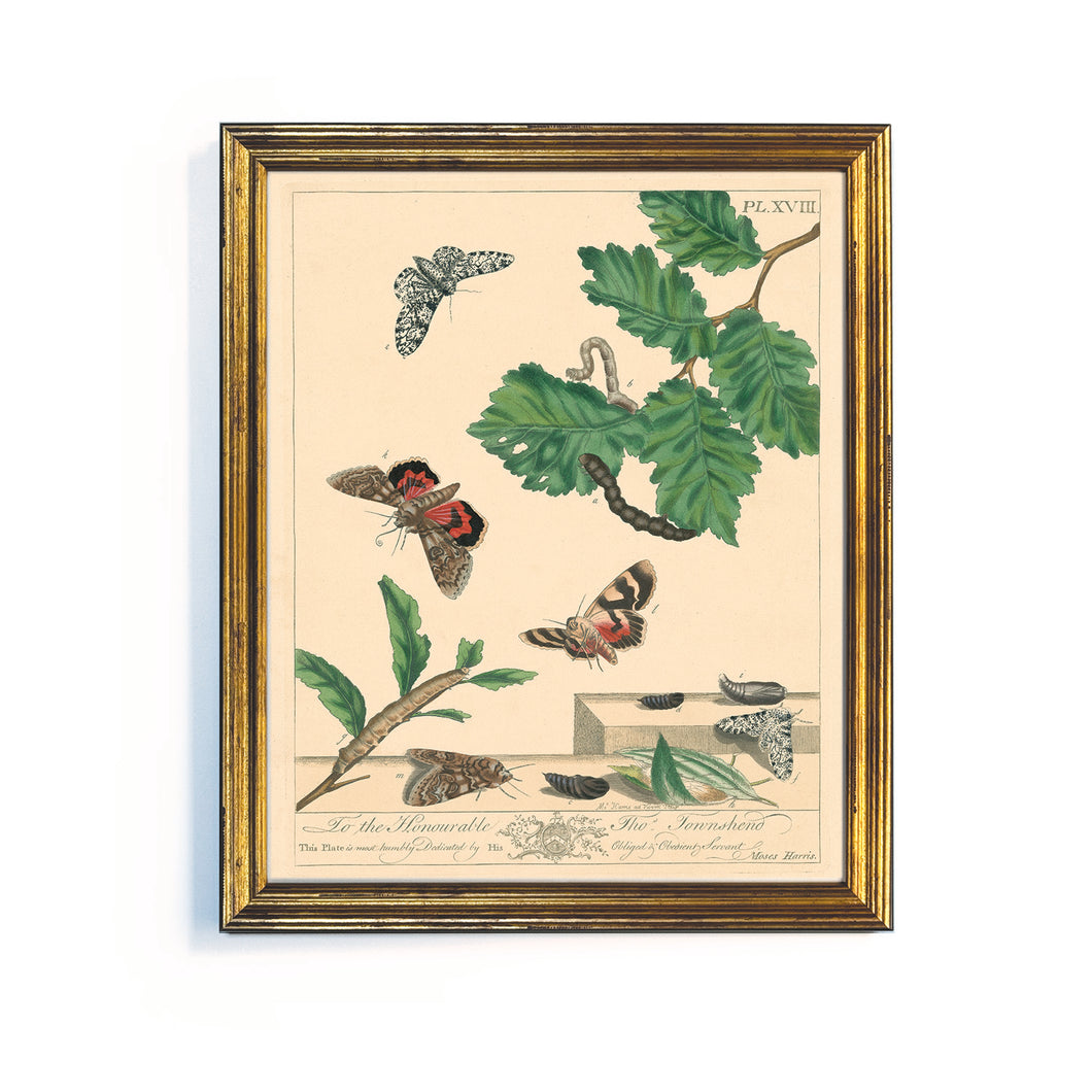 Reprotique English Moths & Butterflies Prints - Framed