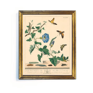 Reprotique English Moths & Butterflies Prints - Framed