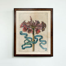 Load image into Gallery viewer, Framed Johann Friedrich Greuter Dutch Botanical Prints (1590-1662)