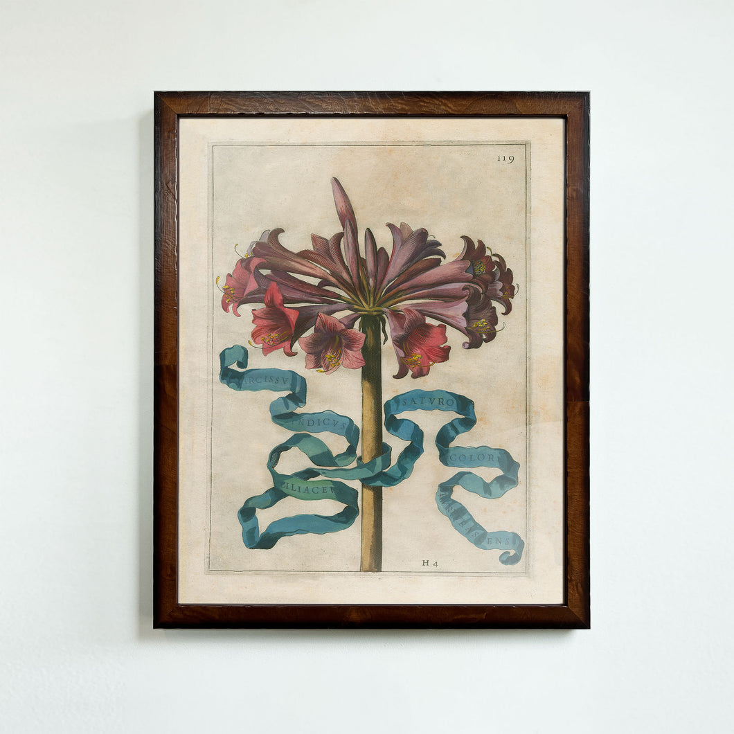 Framed Johann Friedrich Greuter Dutch Botanical Prints (1590-1662)