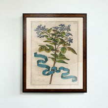 Load image into Gallery viewer, Framed Johann Friedrich Greuter Dutch Botanical Prints (1590-1662)