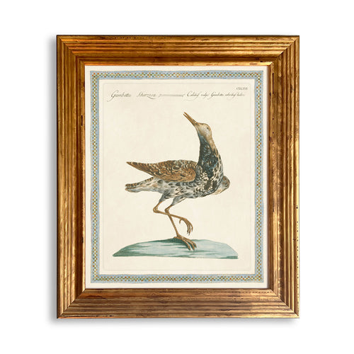 Reprotique ORNITHOLOGIA Prints - Framed