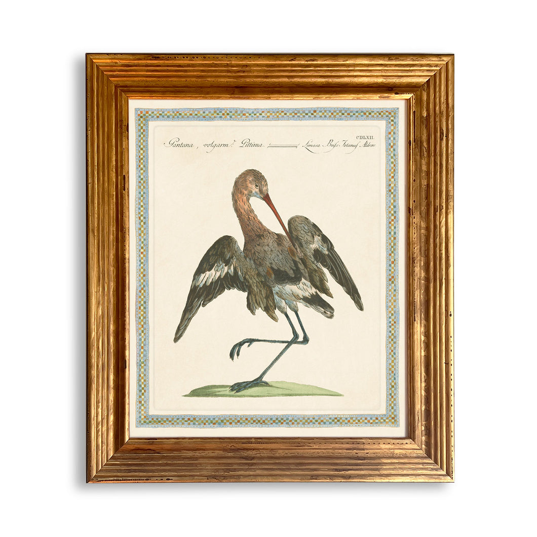 Reprotique ORNITHOLOGIA Prints - Framed