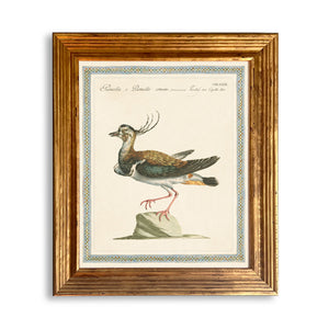 Reprotique ORNITHOLOGIA Prints - Framed