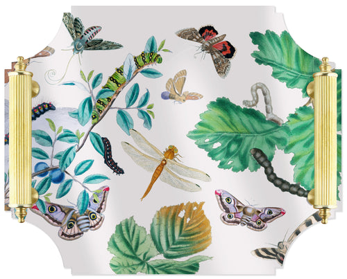 Acrylic Tray - English Moths & Insects with Brass Handles