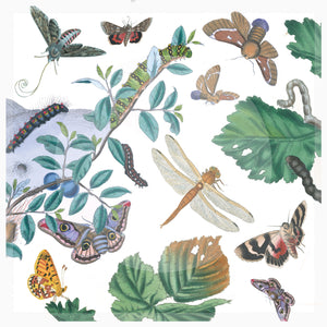 Trinket Bowl | English Moths & Insects