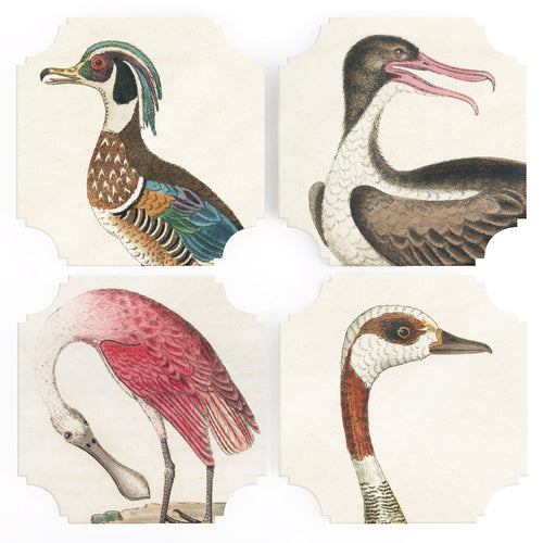 Coasters | 19th c. Bird Prints, set of four