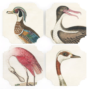 Coasters | 19th c. Bird Prints, set of four