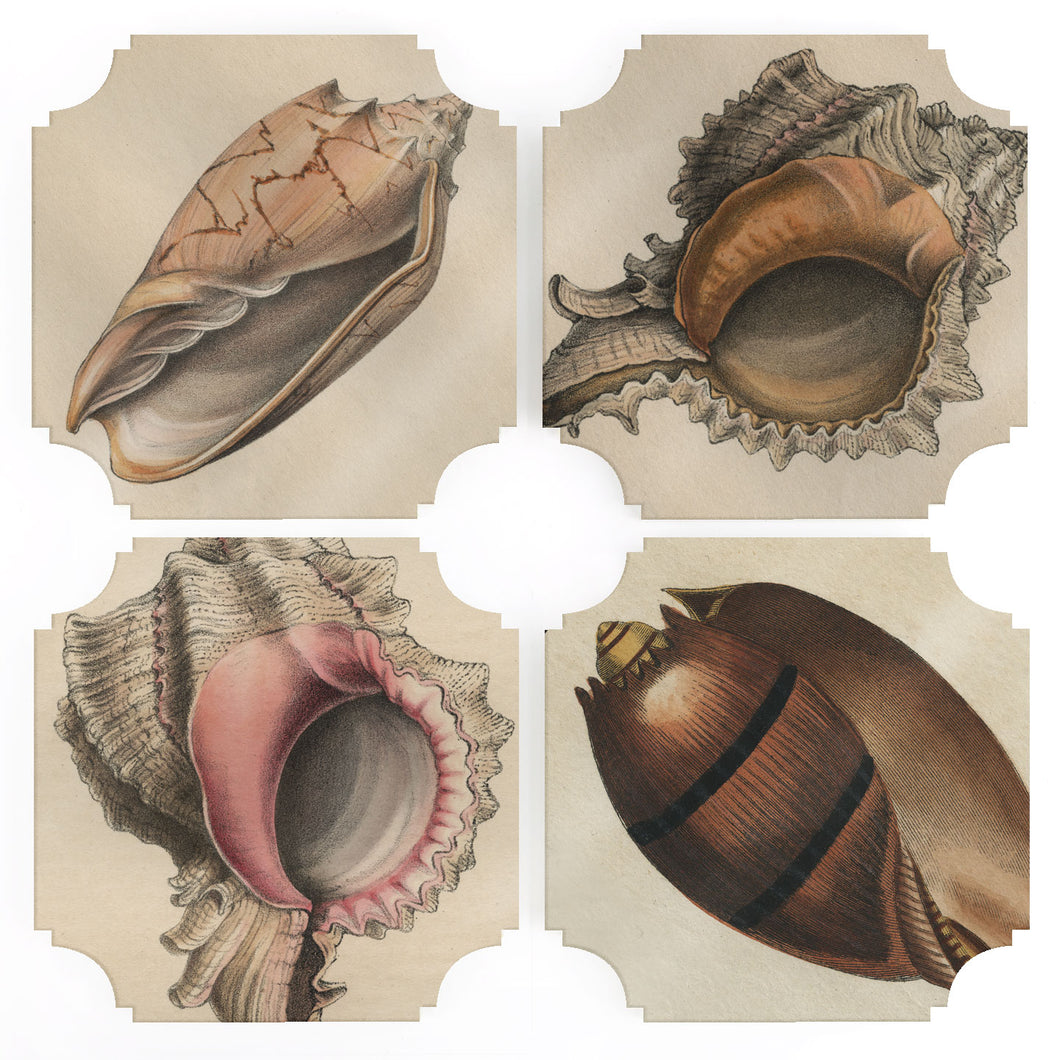 Coasters | 19th c. Shell Engravings, set of four