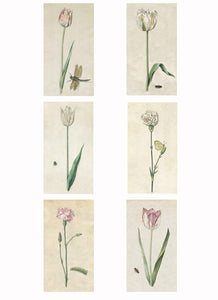 British Watercolor Botanicals, 18th c.