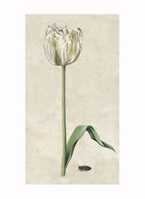 Load image into Gallery viewer, British Watercolor Botanicals, 18th c.