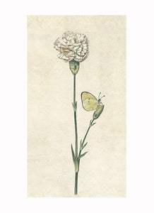 British Watercolor Botanicals, 18th c.